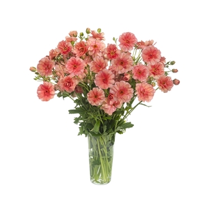 Ranunculus Butterfly Eris