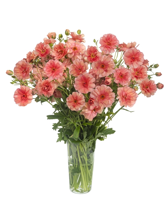 Ranunculus Butterfly Eris