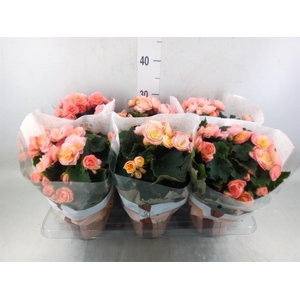 Begonia elat. DU 'Hailey Sunset'