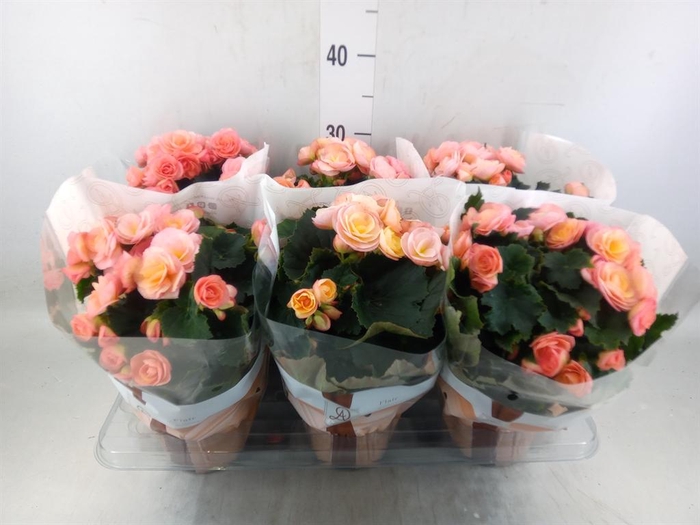 <h4>Begonia elat. DU 'Hailey Sunset'</h4>