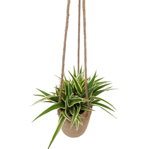 JH13CHL Jute hangmand Chlorophytum Ocean