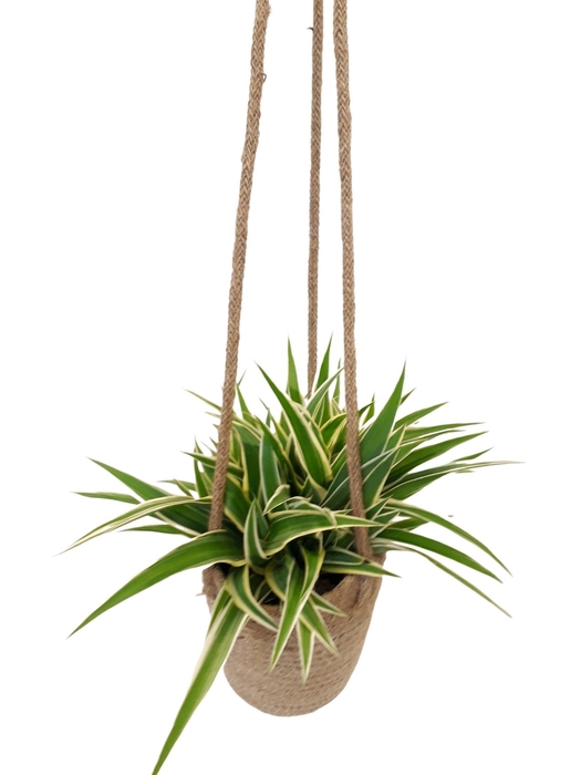 <h4>JH13CHL Jute hangmand Chlorophytum Ocean</h4>
