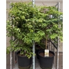 Acer overig
