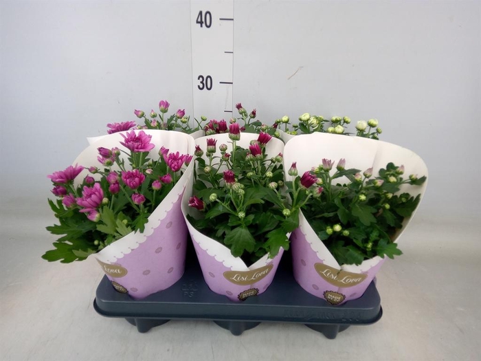 <h4>Chrysanthemum   ..mix</h4>