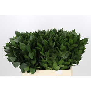 RUSCUS HYPOPHYLLUM 60 CM
