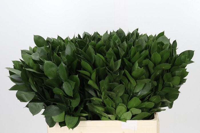 <h4>RUSCUS HYPOPHYLLUM 60 CM</h4>