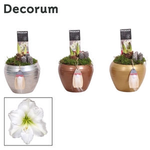 Amaryllis Wit 2 Knop in Melanie KERST (Decorum)
