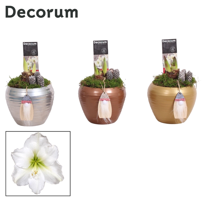 <h4>Amaryllis Wit 2 Knop in Melanie KERST (Decorum)</h4>