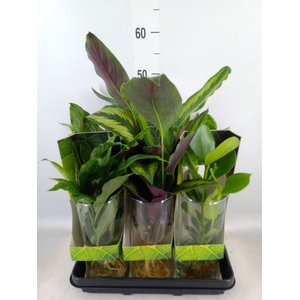 Planten  ..mix