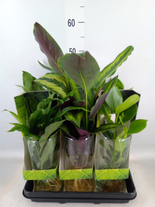 <h4>Planten  ..mix</h4>