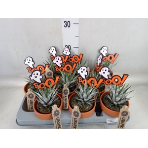 Haworthia fasciata 'Alba'
