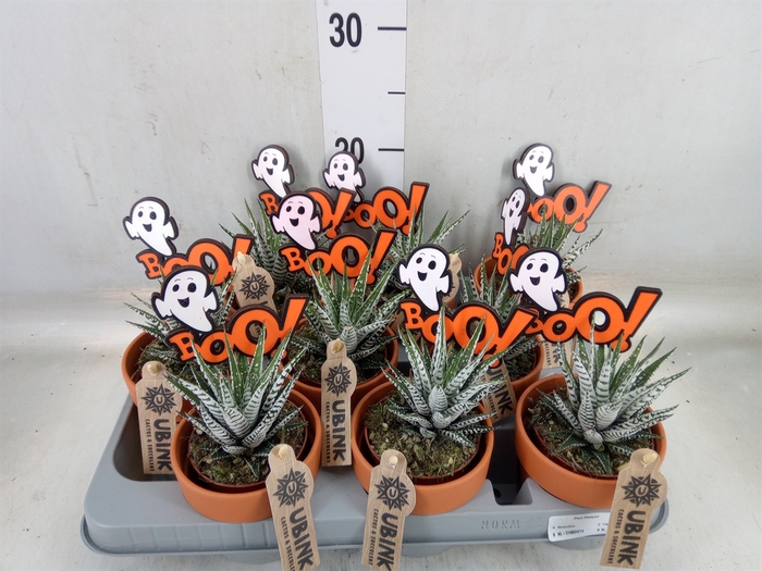 <h4>Haworthia fasciata 'Alba'</h4>