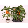 Paprika Planten Oranje