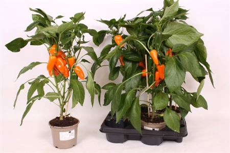 Paprika Planten Oranje