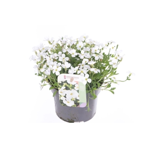 Aubrieta Regado White