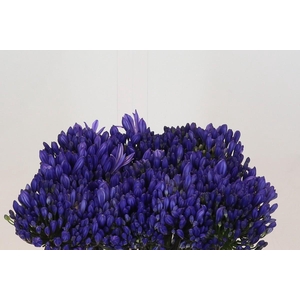 Agapanthus EYFORI Blue