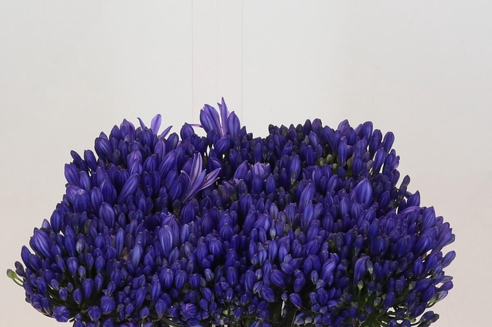 <h4>Agapanthus EYFORI Blue</h4>
