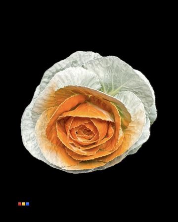 Brassica White - Orange