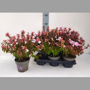 ABEL GRANDIFLORA