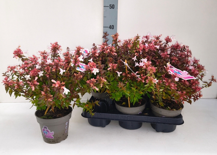 <h4>ABEL GRANDIFLORA</h4>