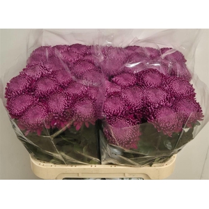 Chr G Regalmist Purper