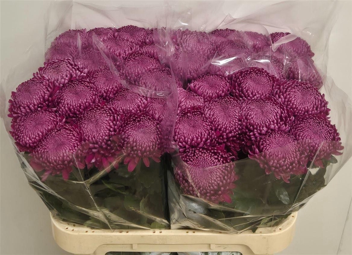 <h4>Chr G Regalmist Purper</h4>