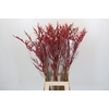 Bromelia Red Paloma
