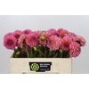 Dahlia Pink Runner