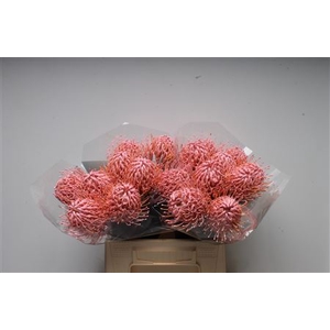 Leuco Klbh Baby Rose