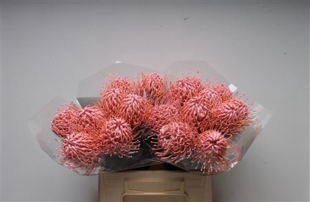 <h4>Leuco Klbh Baby Rose</h4>