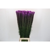 Liatris Callilepis