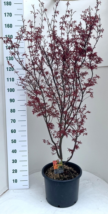 <h4>ACER PA SKEET BROOM</h4>