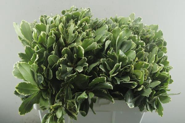 <h4>Deco Gr Pittosporum Ilan (60cm</h4>