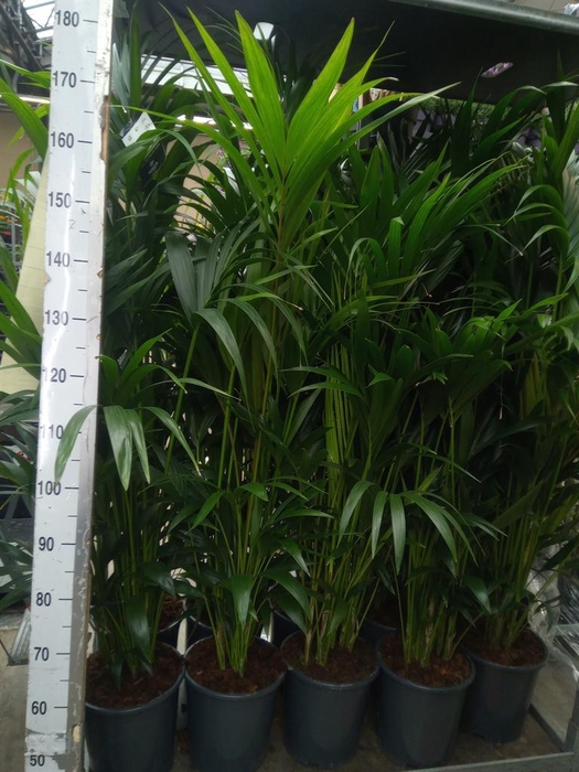 <h4>Howea forsteriana</h4>