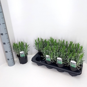 LAVAN IN SENSATIONAL