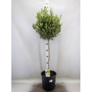 Olea europaea