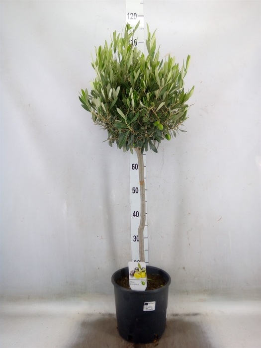 <h4>Olea europaea</h4>