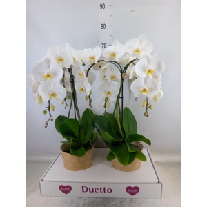 Phalaenopsis   ...white