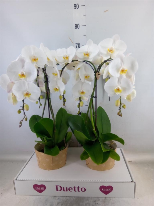 <h4>Phalaenopsis   ...white</h4>