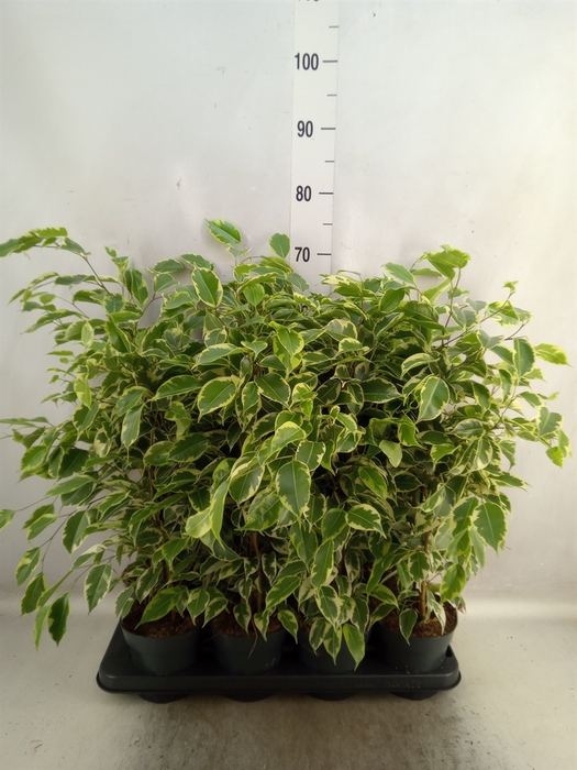 <h4>Ficus benja. 'Samantha'</h4>