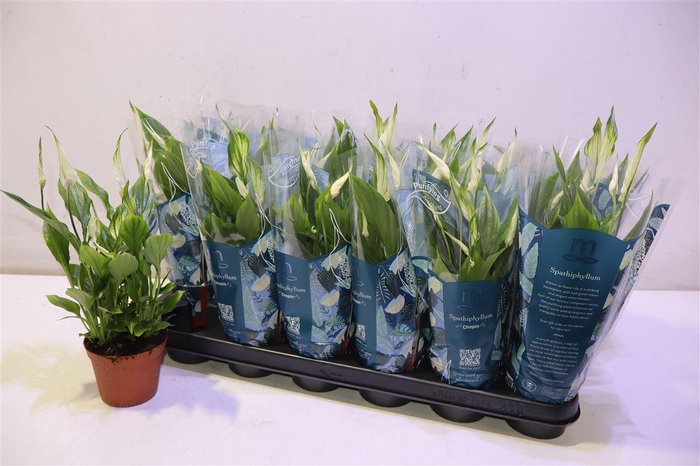 <h4>Spath Chopin</h4>