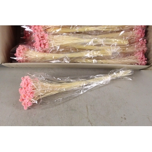 DF Hill Fl. Bs Pink 100g poly