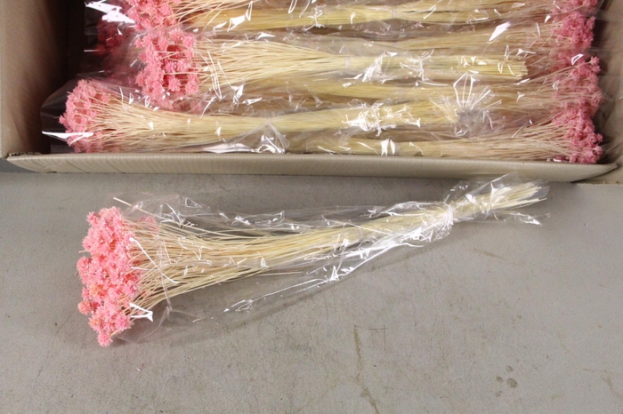 <h4>DF Hill Fl. Bs Pink 100g poly</h4>