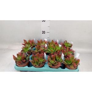 Crassula   ...