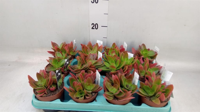 <h4>Crassula   ...</h4>