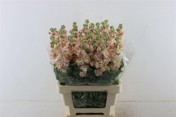 <h4>Matth Iron Apricot 60cm</h4>