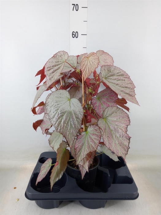 <h4>Begonia BD   ...</h4>