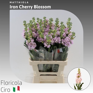 Matthiola Iron Cherry Blossom