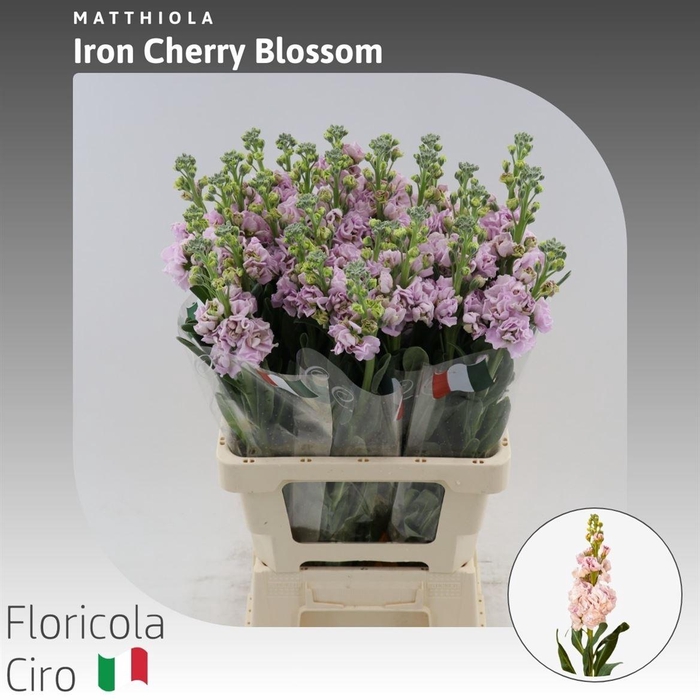 <h4>Matthiola Iron Cherry Blossom</h4>