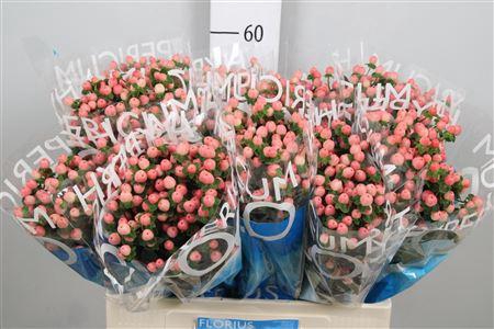 <h4>Hyp Coco Kimono</h4>